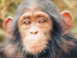 Adopt a Chimpanzee