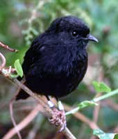 Black Robin