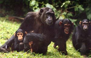 chimpanzee scientific name chimpanzee scientific name