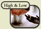 High and Low Points